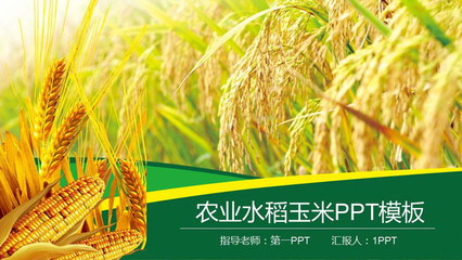 農產品概述 水稻、小麥與玉米